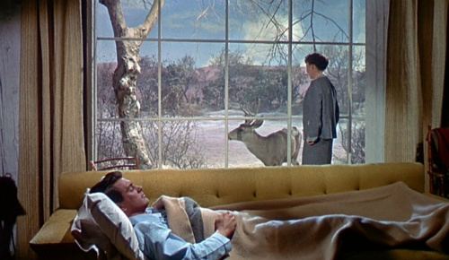 Rock Hudson and Jane Wyman in All that Heaven Allows