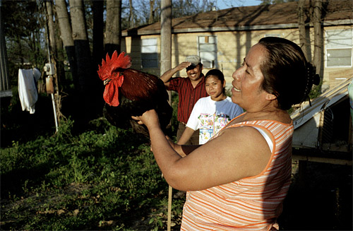 Mississippi Chicken